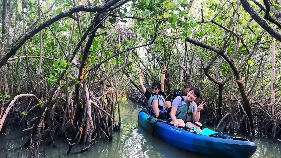 Thousand Island Mangrove Tunnel, Manatee & Dolphin Kayak Tour w/Cocoa Kayaking