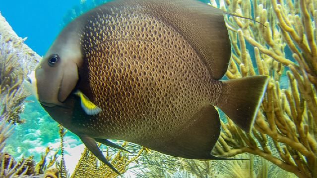 Half Day Snorkel Trip on Reefs in the Florida Keys