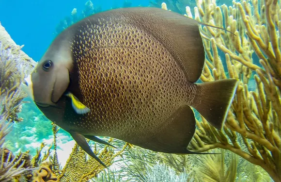 佛羅裡達群島珊瑚礁半日浮潛之旅