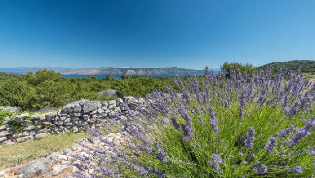 Tour exclusivo por los vinos de Hvar - Vistas espectaculares y vinos locales