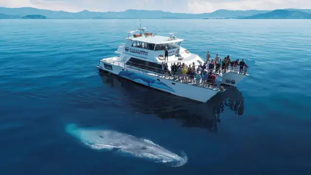 ทัวร์สำรวจ 4.5 ชั่วโมง ชมวาฬและโลมาในโอ๊คแลนด์ นิวซีแลนด์ [ชมวิวทางน้ำ/ท่องเที่ยวทางทะเล/ล่ามจากลูกเรือ]