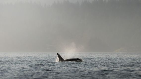 Campbell River: 6-stündige Walbeobachtungstour per Boot
