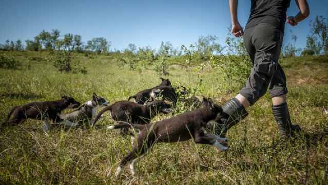 Tromsø: Puppy Training at the Husky Kennel with Lunch