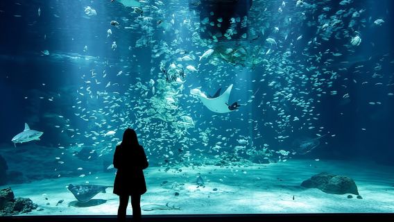 Skip-the-line ticket to Nausicaá aquarium