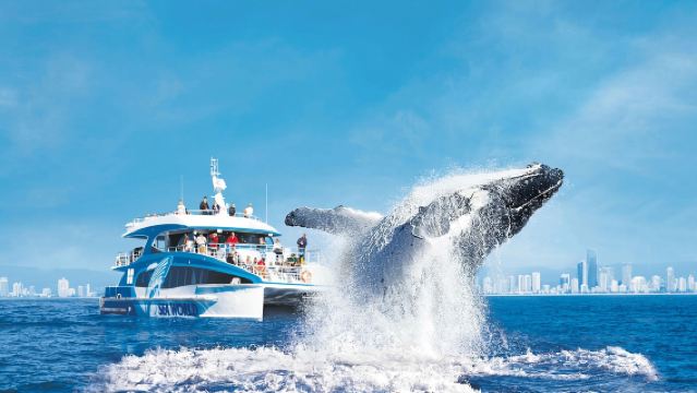 Полуторачасовой дневной тур по наблюдению за китами в Голд-Косте (сезонное предложение, близкое расстояние)