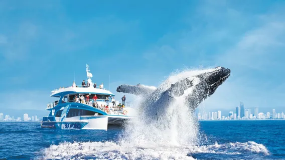 Gold Coast Whale Watching Half-Day Tour [Seasonal Exclusive/Close-Up Whale Watching/2.5h]