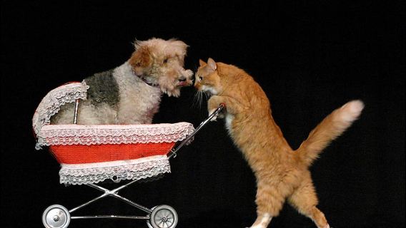 Popovich Comedy Pet Theater in Las Vegas