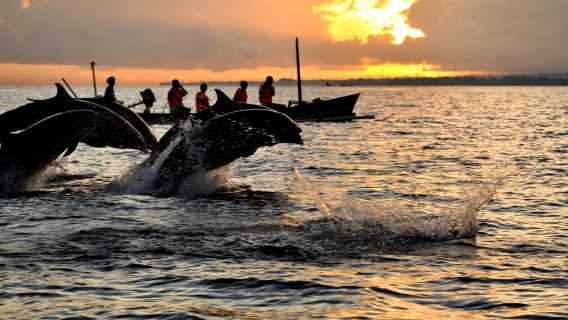 IndonesiaBaliDolphin Lovina TourFreedivingSnorkeling2-3 Hours [Lovina Sunrise and Dolphin Watching]