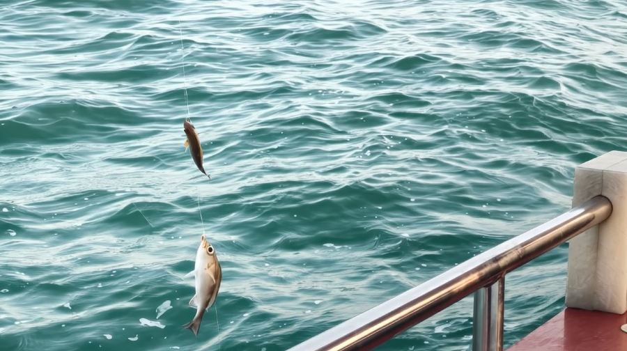 珠海遊艇海釣散拼/包船【市區出海+日月貝碼頭出發】