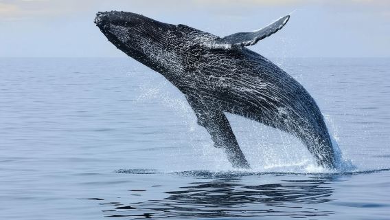 Amerika Hawaii|Tur Melihat Paus dengan Kapal Trimaran di Waikiki [Musiman/Jaminan Melihat Paus]