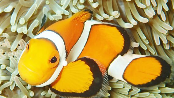 沖縄　南ぬ島DIVESITE