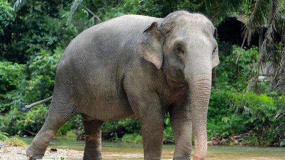 2-Hour Guided Eco-Tour & Transfer to Khaolak Elephant Sanctuary