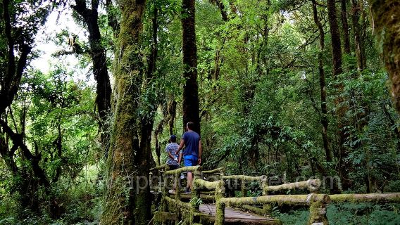 One day Doi Inthanon National Park & Trekking on Kew Mae Pan