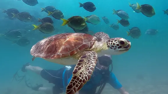 Beginner Scuba Diving with Turtles and Videos, San Juan