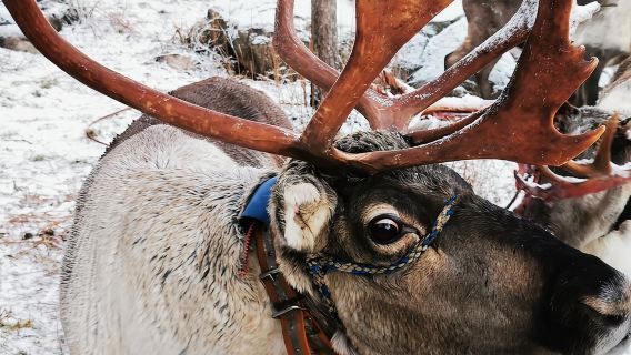 Santa's Reindeer & Husky Safari + Santa's Pets + Aurora Hunt!