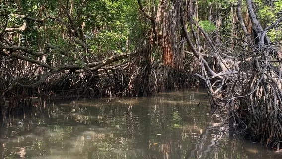 Aventura en barco por los manglares de Bentota (paseo en barco)