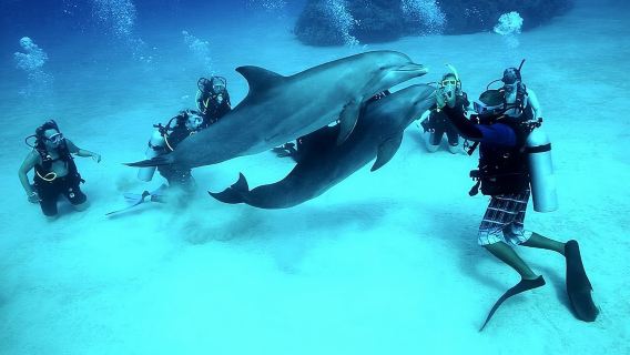 Дневной тур с погружениями на яхте в Хургаде: 2 погружения, обед и индивидуальный трансфер