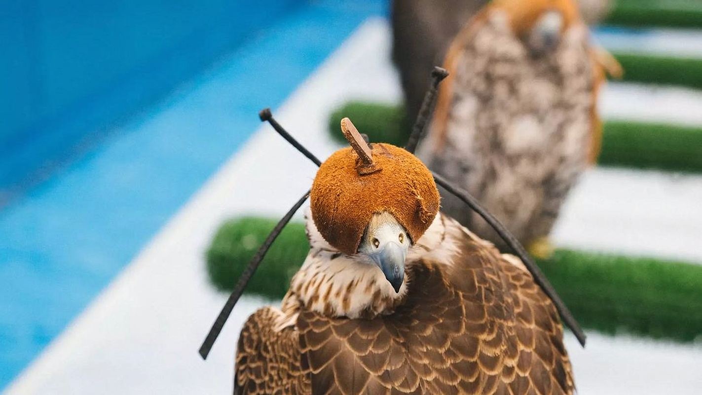 Experiencia interactiva de aprendizaje en el Abu Dhabi Falcon Hospital de Abu Dabi