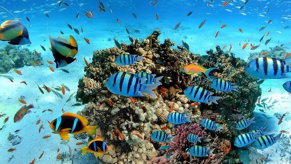 MirissaTravel Services