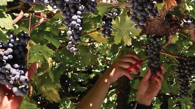 Lawatan Kilang Wain Jolimont - Lawatan dan Rasa - Canela RS