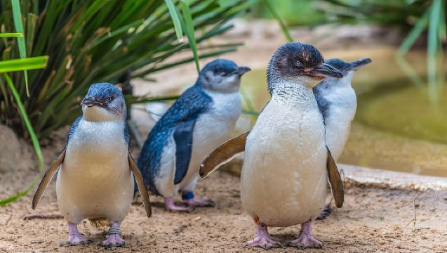 SEA LIFE Weymouth Admission Ticket