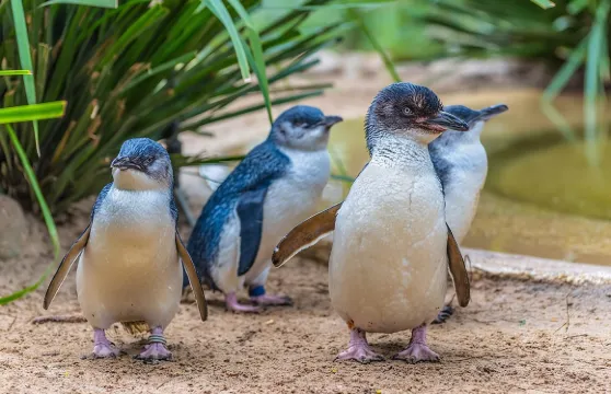 韋茅斯海洋生物中心門票