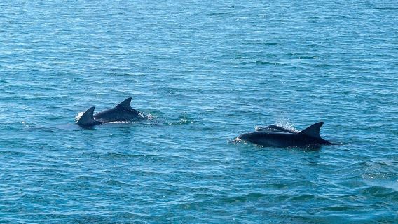 特惠拼中小團·雪梨史蒂芬斯港一日遊·含觀海豚及午餐/可含滑沙