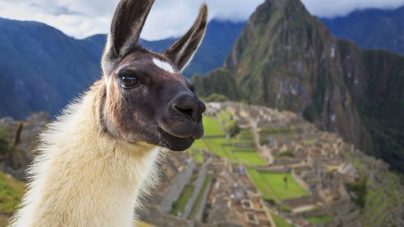 Pacchetto mattutino per Machu Picchu: biglietto d'ingresso, autobus e guida