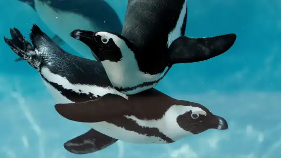 Tampa: Busch Gardens Tampa Bay Ticket & Multi-Park Options