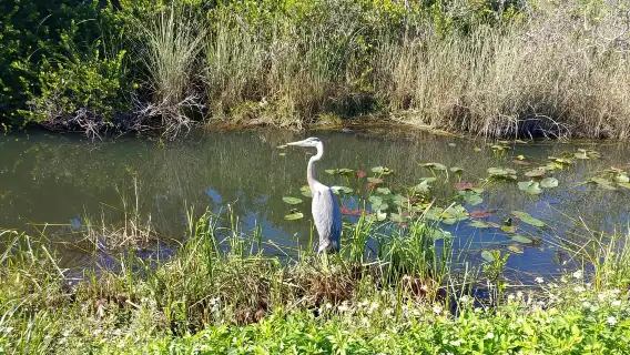 Miami: Everglades Airboat Ride and Tram Tour