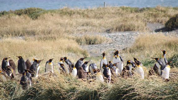 Punta Arenas: King Penguin & Tierra del Fuego Tour