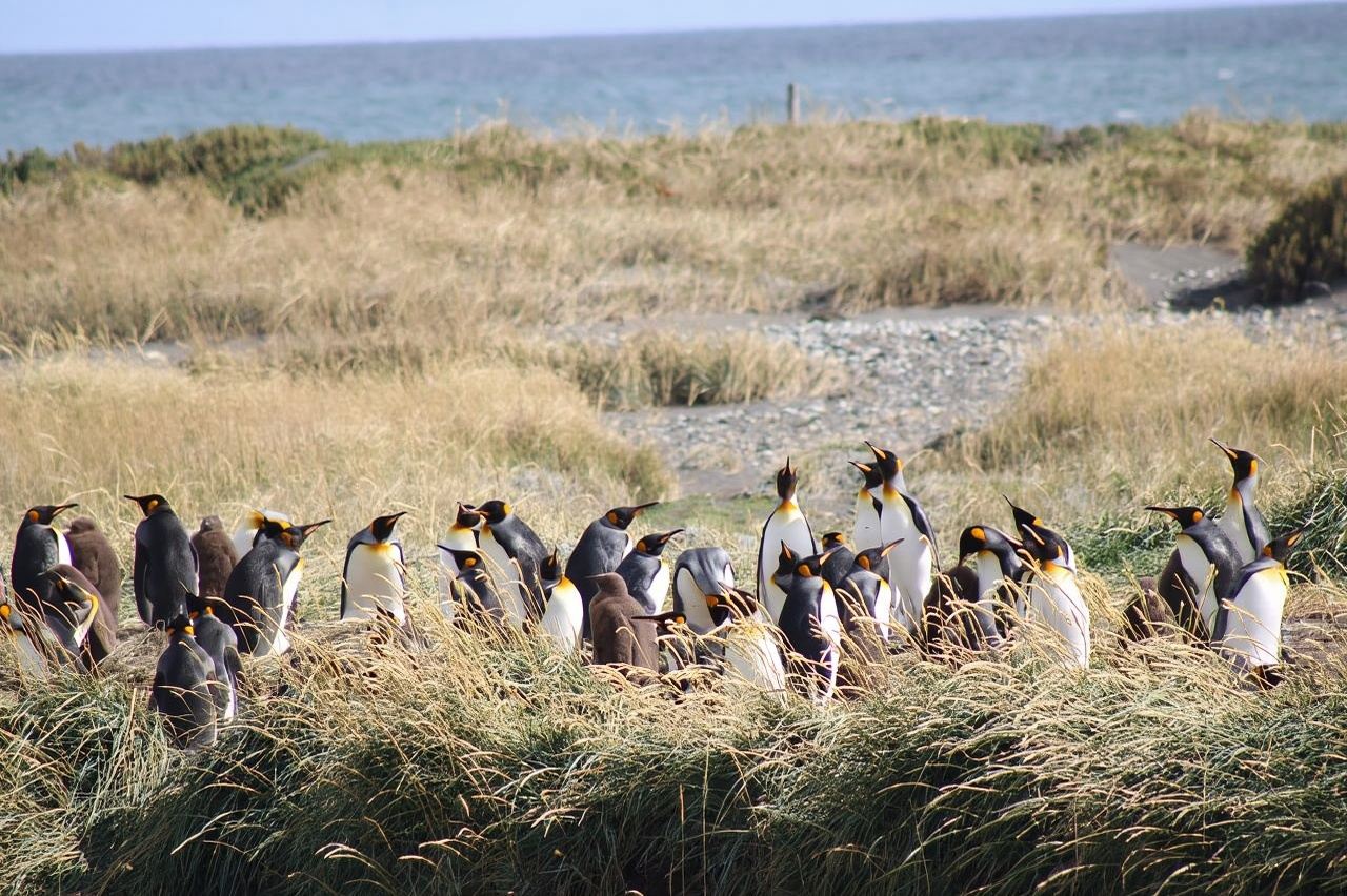 Punta Arenas: King Penguin & Tierra del Fuego Tour
