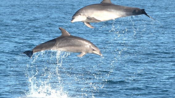Dolphin Watching Boat Excursion to Figarolo Island from Olbia