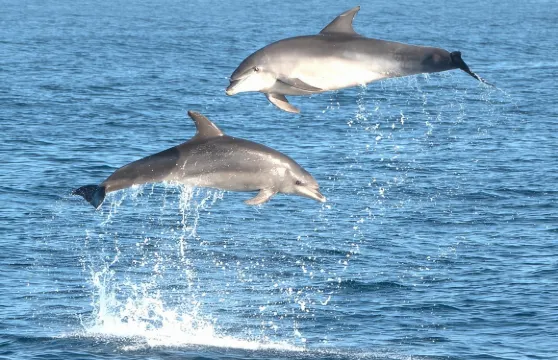 從奧爾比亞出發，搭船前往菲加羅洛島觀賞海豚。