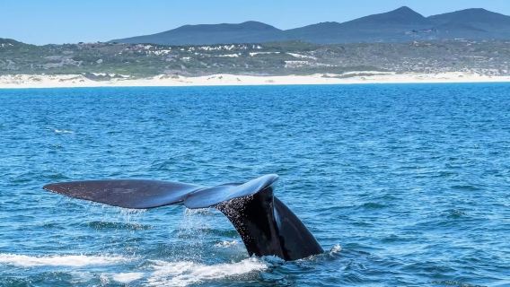 南非開普敦Hermanus Whale Cruises+德胡普自然保護區自然風光一日遊