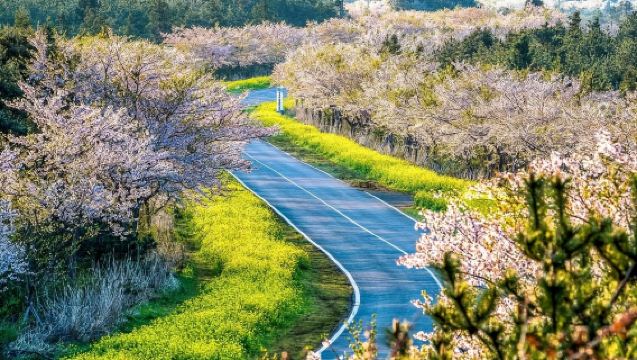 【市區上門接】濟州島牛島線純玩一日遊|精品12人小團