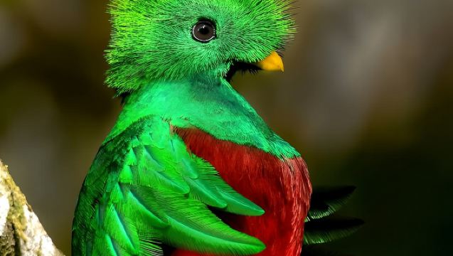 Quetzal Season Birdwatching Tour in Curicancha Cloud Forest
