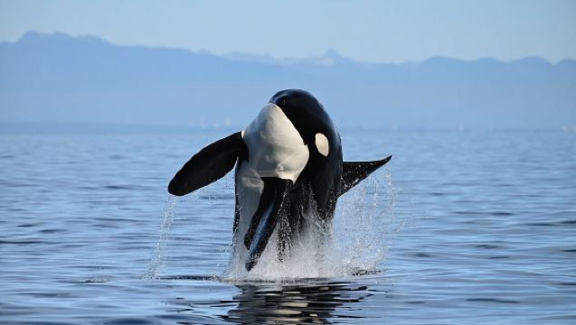Halbtägige Walbeobachtung in Vancouver mit kostenlosen Fotos