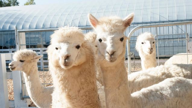 色とりどりの北海道：札幌発 富良野の花畑＆美瑛の青い池