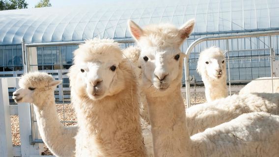 Hokkaido Colorata: Fiori di Furano e Lago Blu di Biei-chō da Sapporo