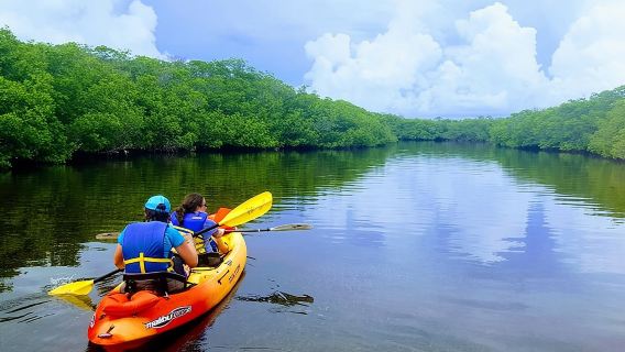 Explore Mangrove Creeks with an All Day SUP/single kayak Rental