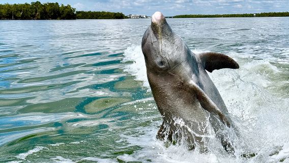 Dolphin and Shelling Cruise for up to 12 people