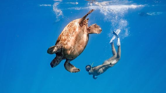 Turtle Canyon Snorkel: Semi Private Boat Tour