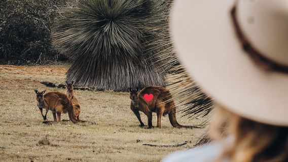 オーストラリア、アデレード+カンガルー島ワンデーツアー【少人数グループ、中国語対応可/往復フェリー付き】