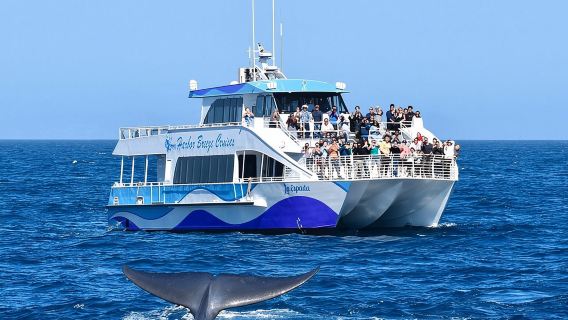 Lawatan Menonton Paus Berpandu dari Long Beach