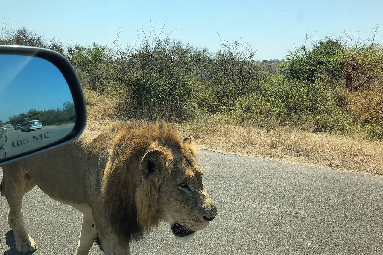 Ganztagestour durch den Kruger-Nationalpark