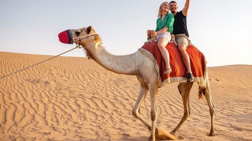 Dubai Morning Safari with 25 Mints Camel ride & Sand Boarding 1