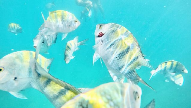 Cabo Blue Snorkeling Cruise, Open Bar and Lunch in Cabo San Lucas