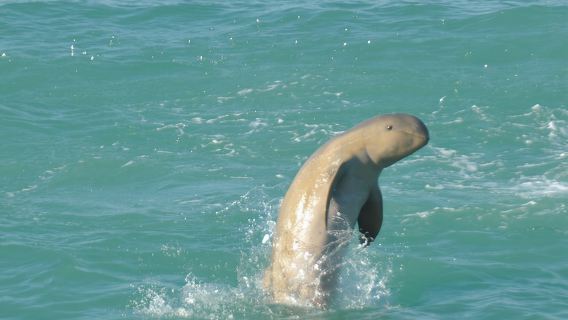 Eco-Kreuzfahrt zur Beobachtung von Snubfin-Delfinen ab Broome