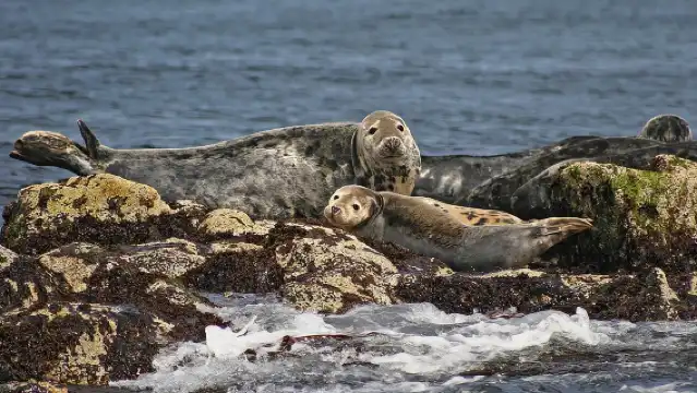 Edinburgh Three Bridges Cruise